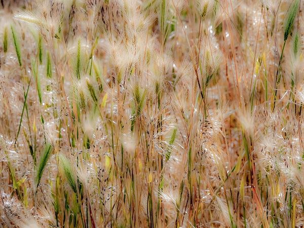 Gulin, Sylvia 아티스트의 USA-Washington State-Benge Dried grass seed heads작품입니다.